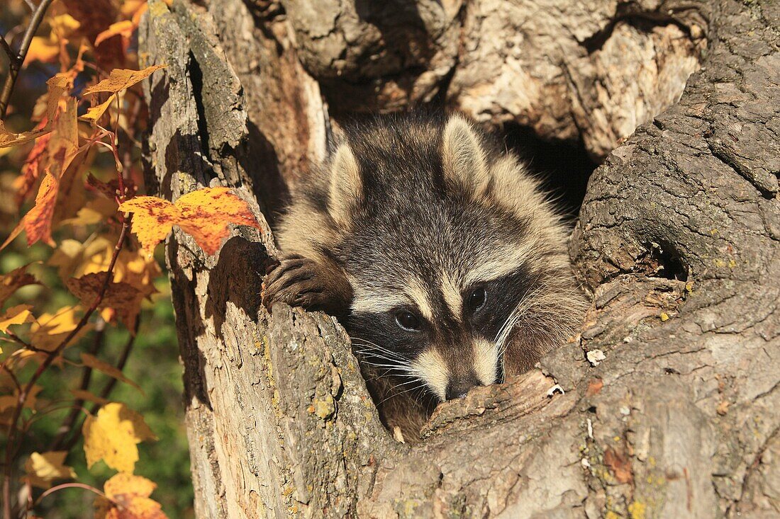 Raccoon or racoon  Adult  Procyon lotor  Order : Carnivora  Family, Procyonidae.