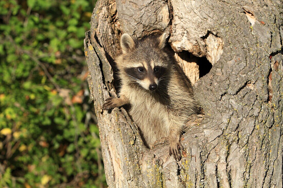 Raccoon or racoon  Adult  Procyon lotor  Order : Carnivora  Family, Procyonidae.