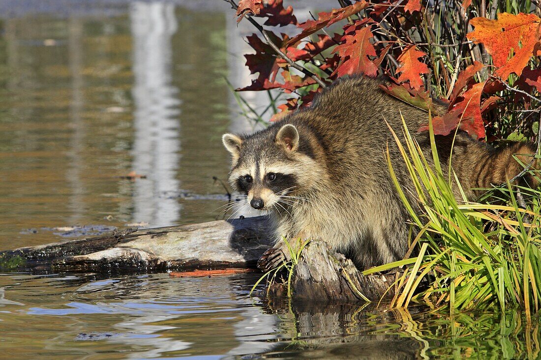 Raccoon or racoon  Adult  Procyon lotor  Order : Carnivora  Family, Procyonidae.