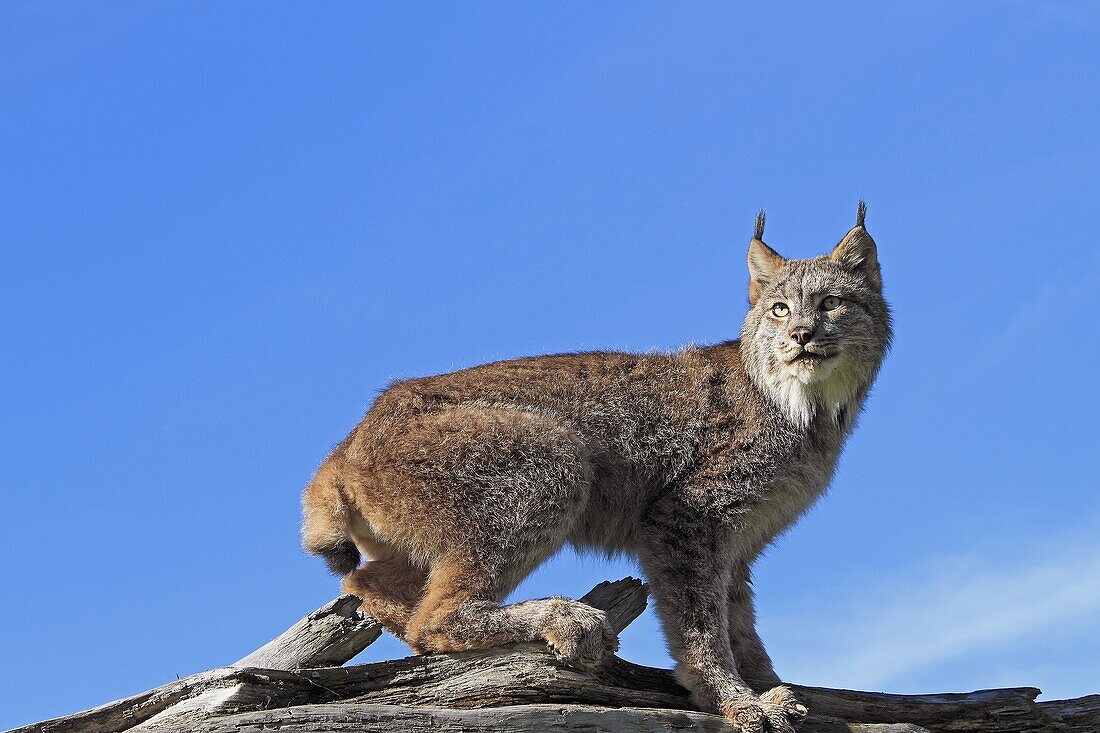 Canadian Lynx  Lynx canadensis  order : carnivora  family : felidae.