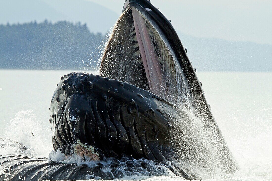 Bubble feeding Bubble net feeding  Humpback whale  Megaptera novaeangliae  Order: Cetacea Suborder: Mysticeti Family: Balaenopteridae