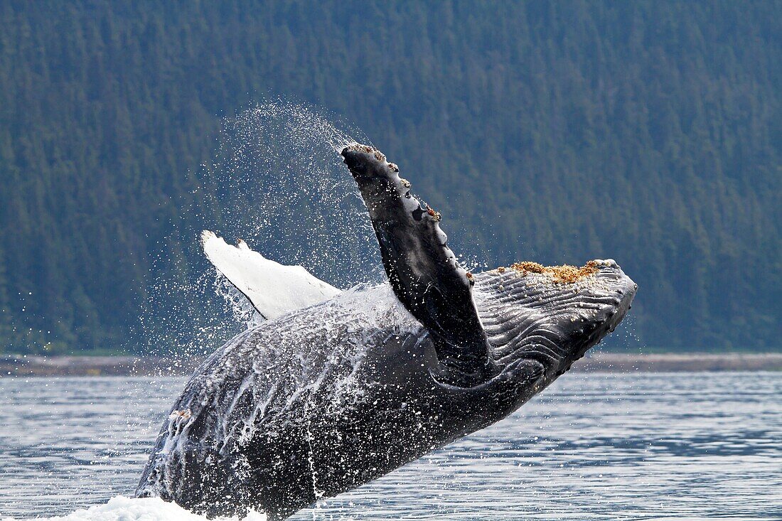 Humpback whale  Breach  Breaching  The whale is leaping into the air, rotating and landing on its back or side to create a chin-slap Megaptera novaeangliae  Order: Cetacea Suborder: Mysticeti Family: Balaenopteridae
