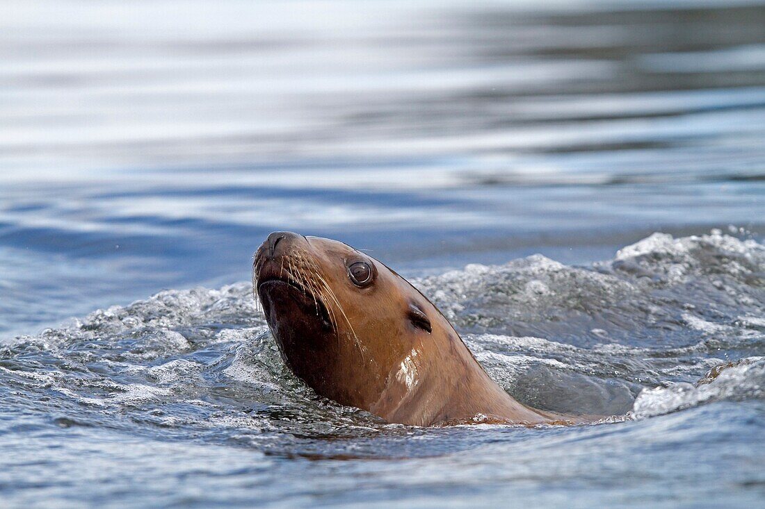 Northern Sea Lion Eumetopias jubatus Order : carnivora family : Otariidae