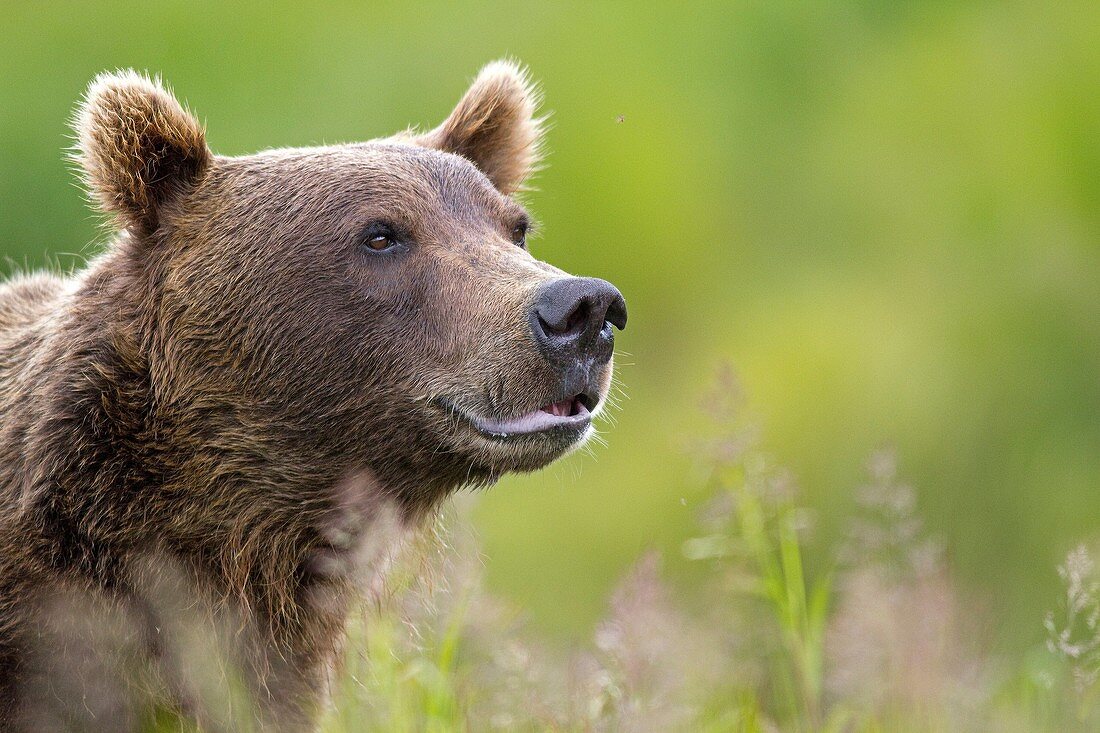 Alaska, Katmai National Park and Preserve, McNeil River Bear Viewing and Wildlife Sanctuary, Grizzly bear  Ursus arctos horribilis, family : ursidae, order : carnivora