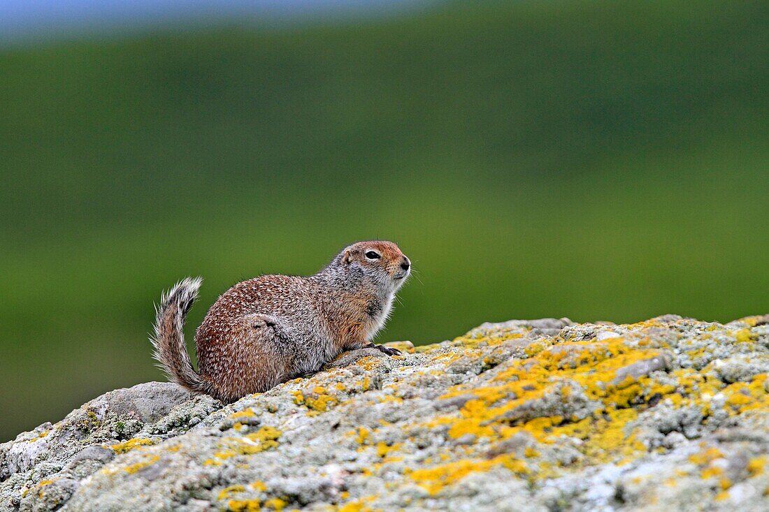 Alaska, Katmai National Park and Preserve, McNeil River Bear Viewing and Wildlife Sanctuary, Arctic ground squirrel  Urocitellus parryii or Spermophilus parryii