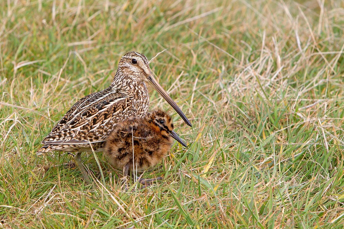Falkland Islands, Sea LIon island, Magellanic snipe or South American Snipe Gallinago paraguaiae magellanica, female and young, Order : Charadriiformes, Family : Scolopacidae