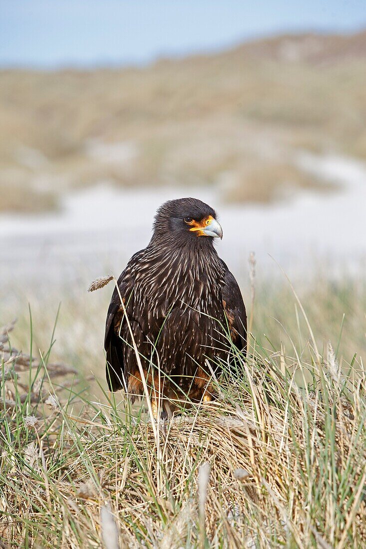 Falkland Islands, Sea LIon island, Johnny Rook, or Striated Caracara, Phalcoboenus australis