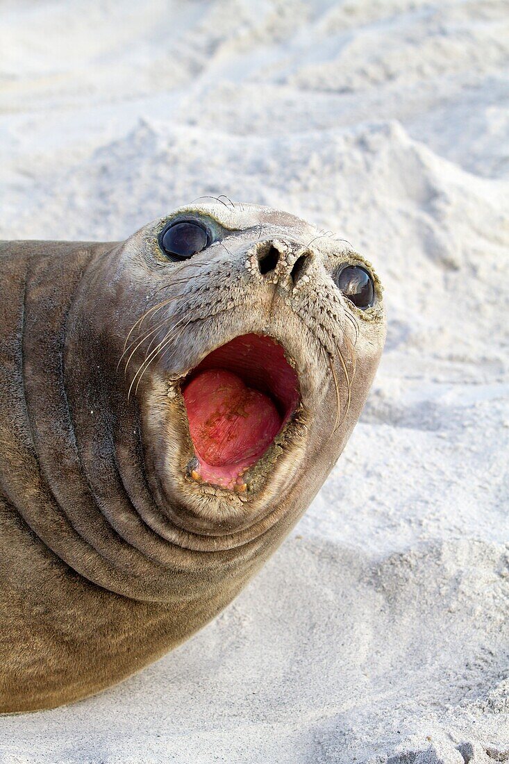 Falkland Islands, Sea LIon island, Southern Elephant Seal Mirounga leonina