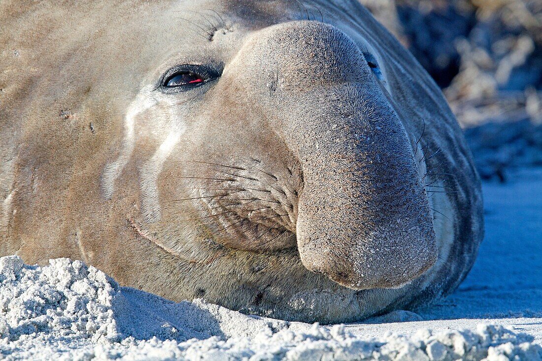 Falkland Islands, Sea LIon island, Southern Elephant Seal  Mirounga leonina