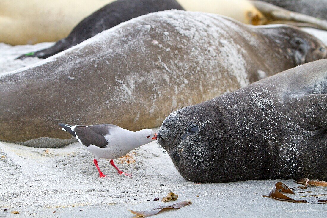 Falkland Islands, Sea LIon island, Southern Elephant Seal Mirounga leonina