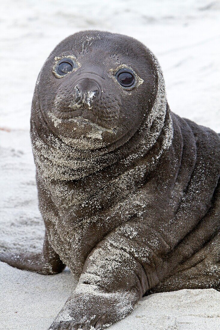 Falkland Islands, Sea LIon island, Southern Elephant Seal  Mirounga leonina, baby