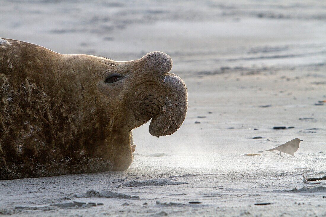 Falkland Islands, Sea LIon island, Southern Elephant Seal  Mirounga leonina