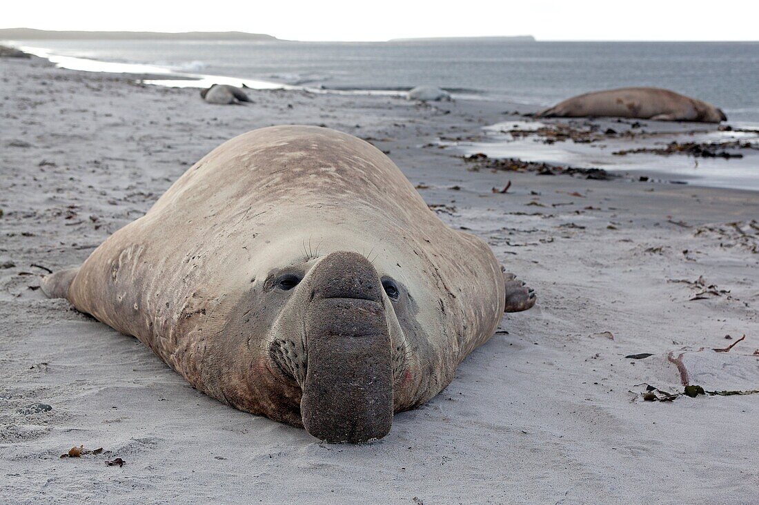 Falkland Islands, Sea LIon island, Southern Elephant Seal  Mirounga leonina