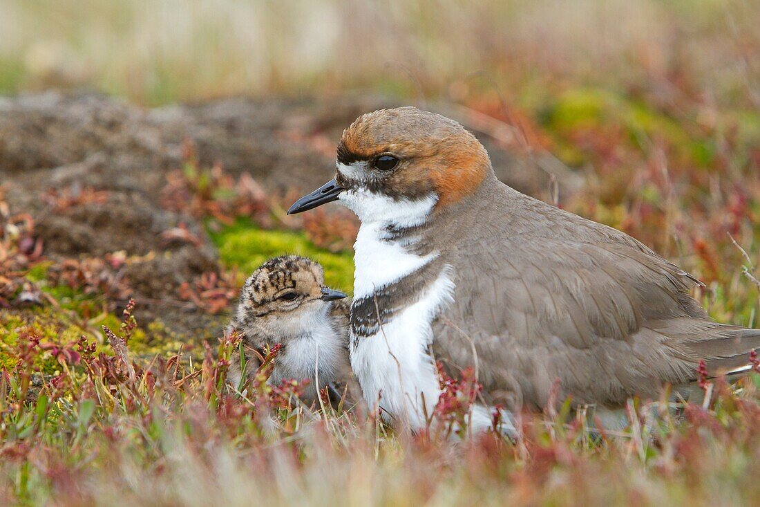 Falkland Islands, Sea LIon island, Two banded Plover, Charadrius falklandicus, Order:Charadriiformes Family: Charadriidae