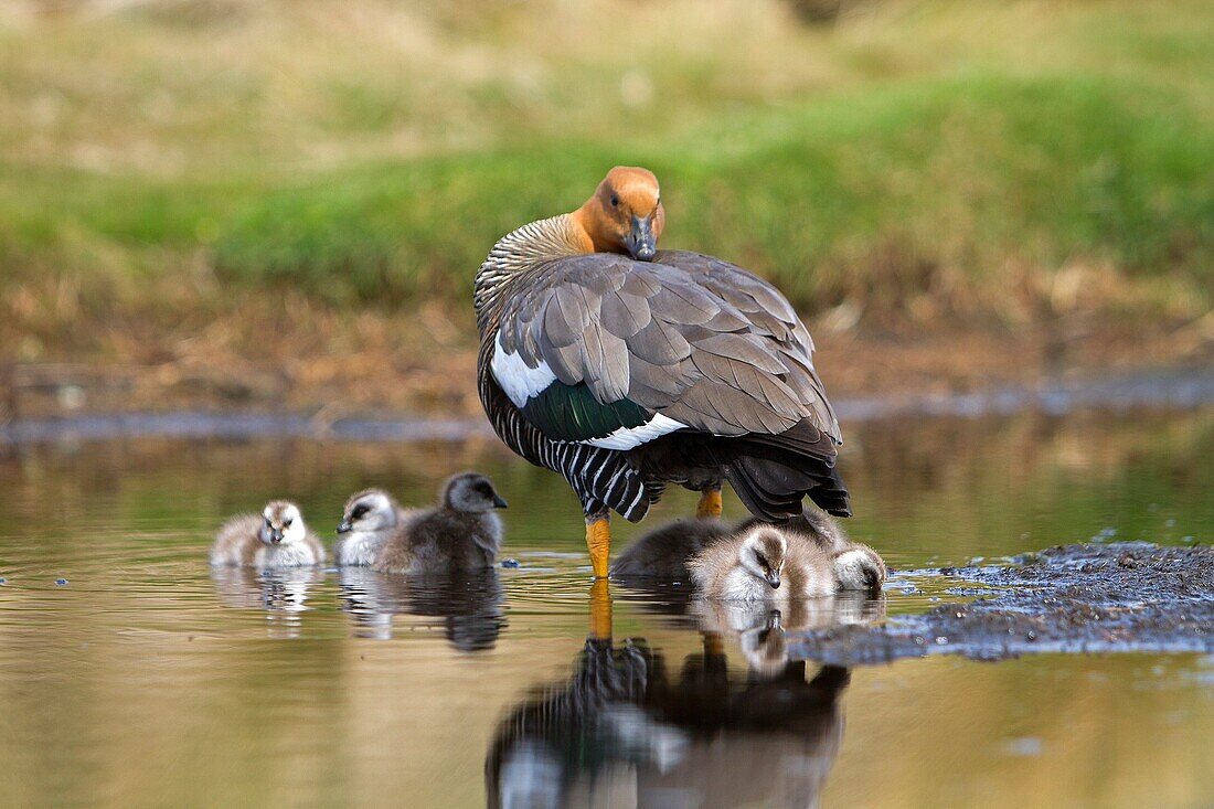 Falkland Islands, Sea LIon island, Upland Goose or Magellan Goose  Chloephaga picta, female and youngs