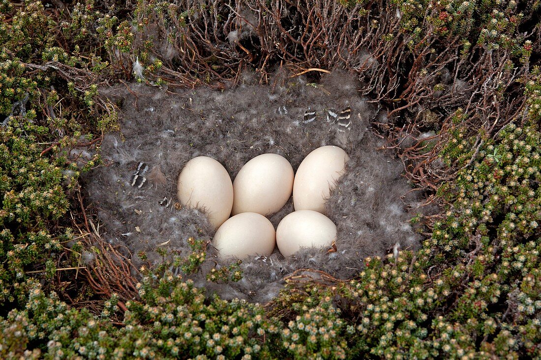 Falkland Islands, Sea LIon island, Upland Goose or Magellan Goose  Chloephaga picta, nest