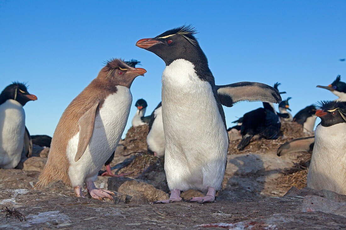 Falkland Islands, Pebble island, Rockhopper penguin, leucism form  Eudyptes chrysocome chrysocome.