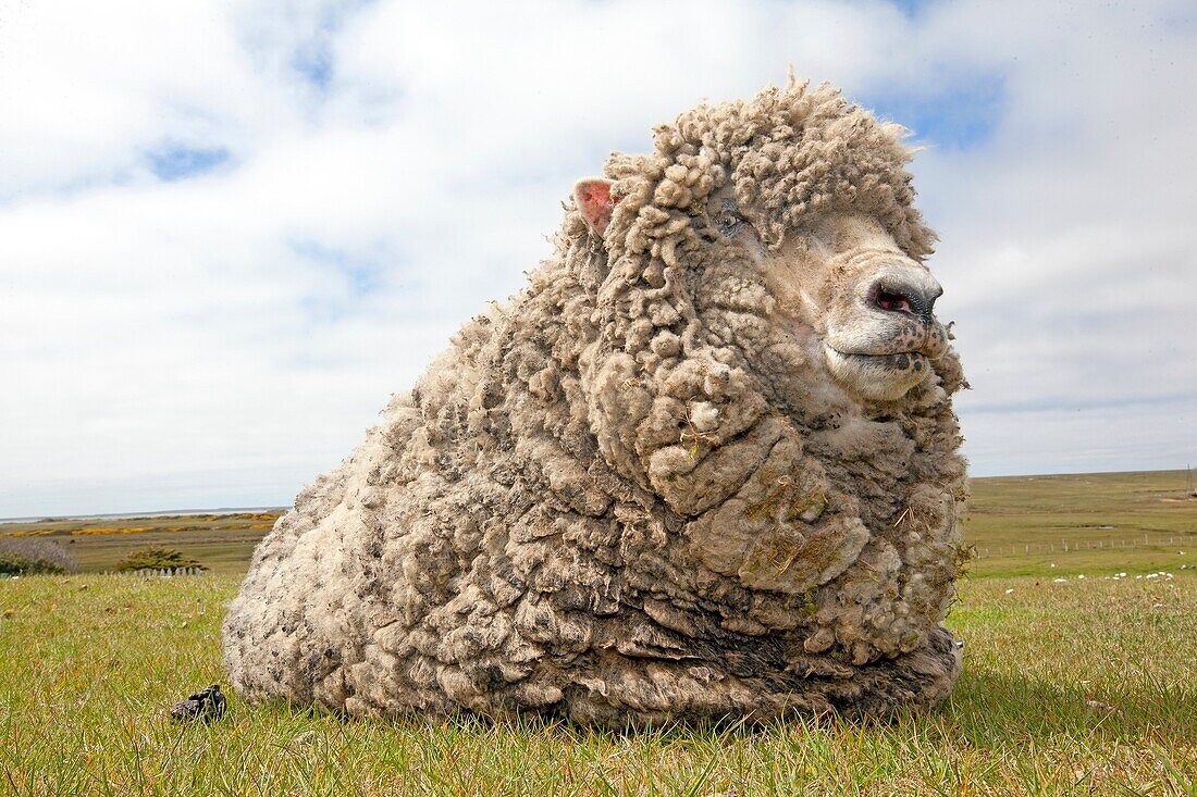 Falkland Islands, Pebble island, Domestic Sheep.