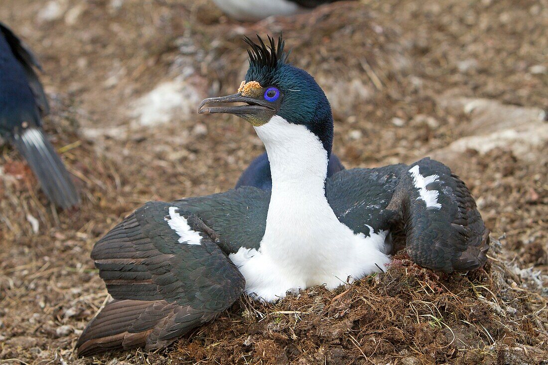 Falkland Islands, Pebble island, King Shag or Imperial Shag Phalacrocorax atriceps albiventer