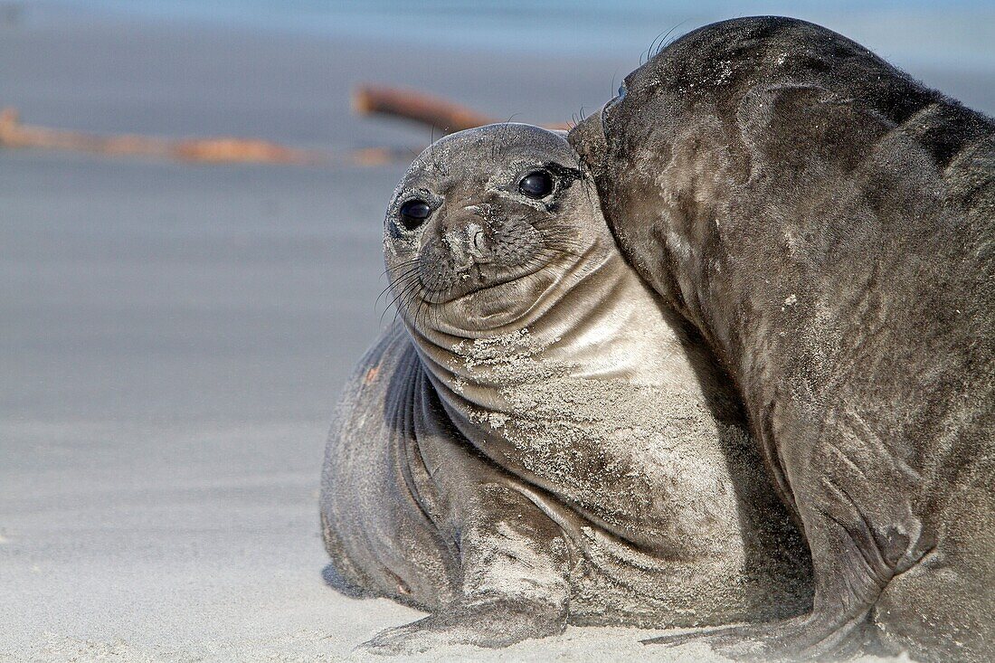 Falkland Islands, Sea LIon island, Southern Elephant Seal Mirounga leonina, baby