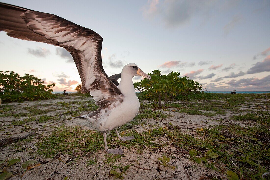 Hawaï, Midway, Sand Island, Laysan Albatross, Phoebastria immutabilis