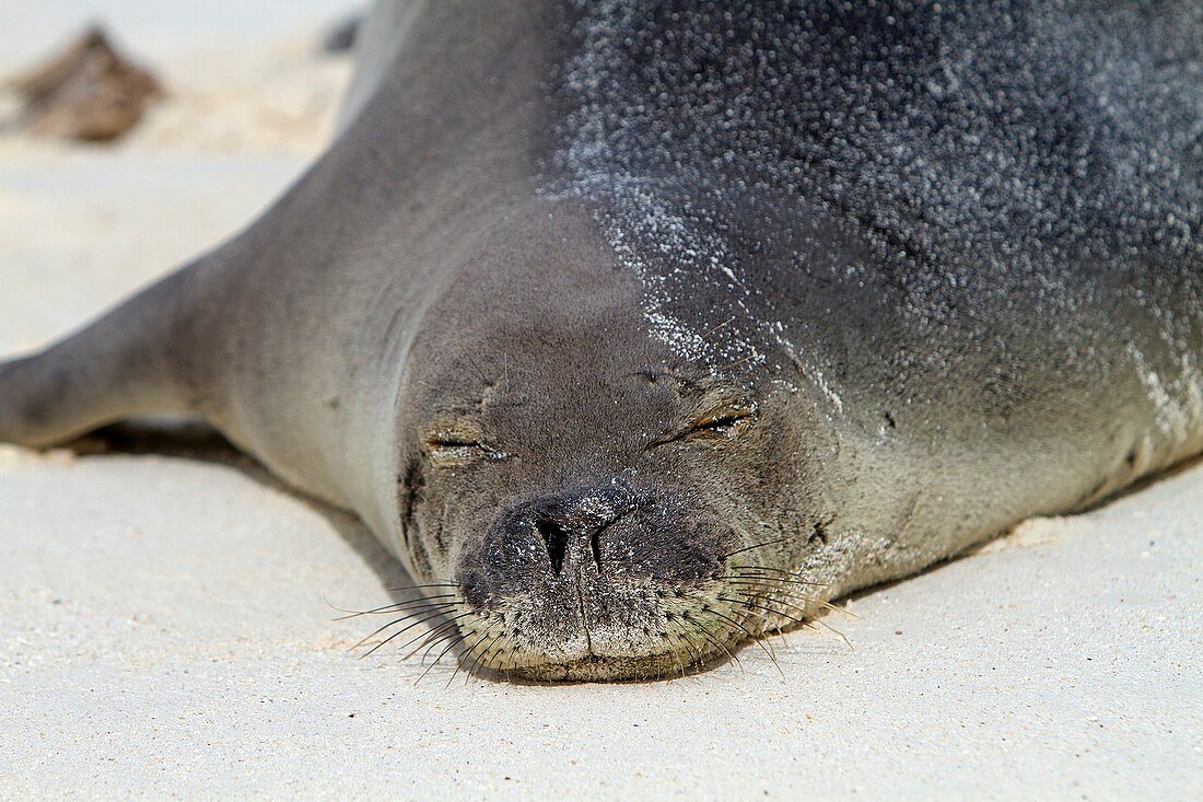 Hawaï, Midway, Sand Island, Hawaiian monk seal  Monachus schauinslandi