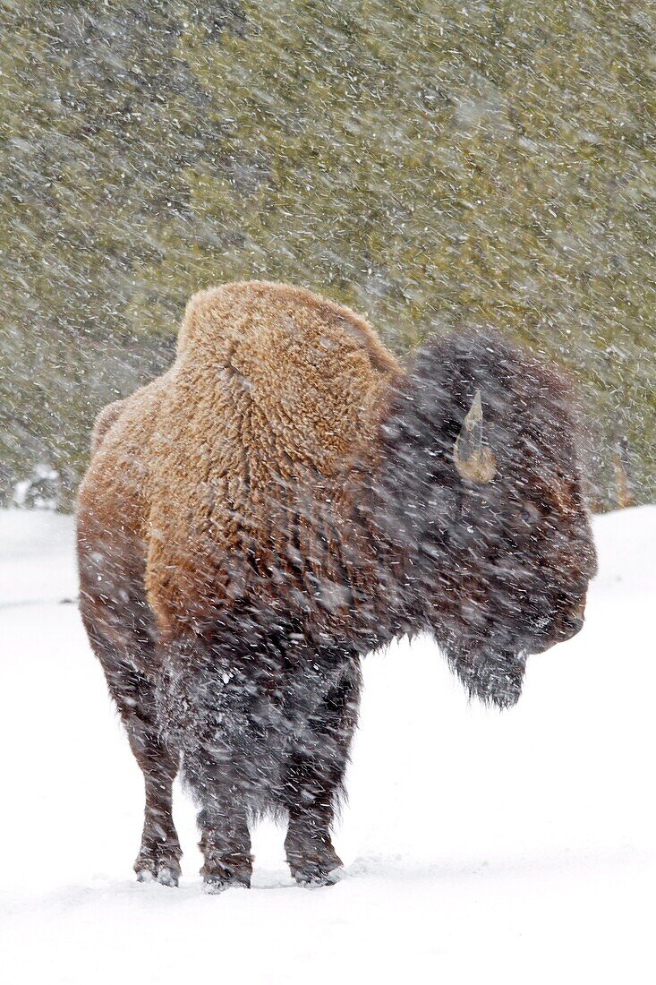 United states, Wyoming-Montana, Yellowstone National Park, Lamar Valley, American Bison  Bison bison