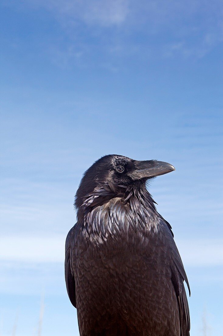 United states, Wyoming-Montana, Yellowstone National Park, Common Raven  Corvus corax