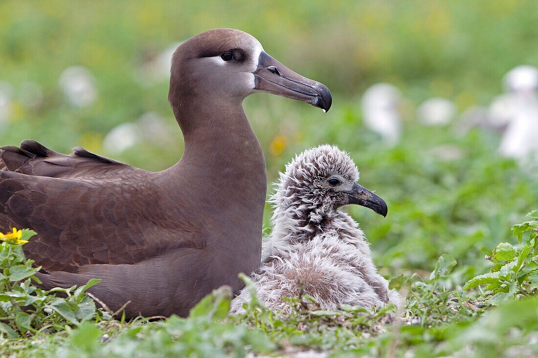 Hawaï, Midway, Sand Island, Black-footed Albatross  Phoebastria nigripes, adult with young