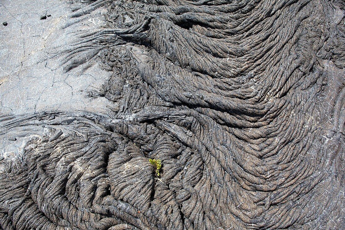 Hawaï, Big Island, Pahoa, Lava Tree state park, lava flow in cord