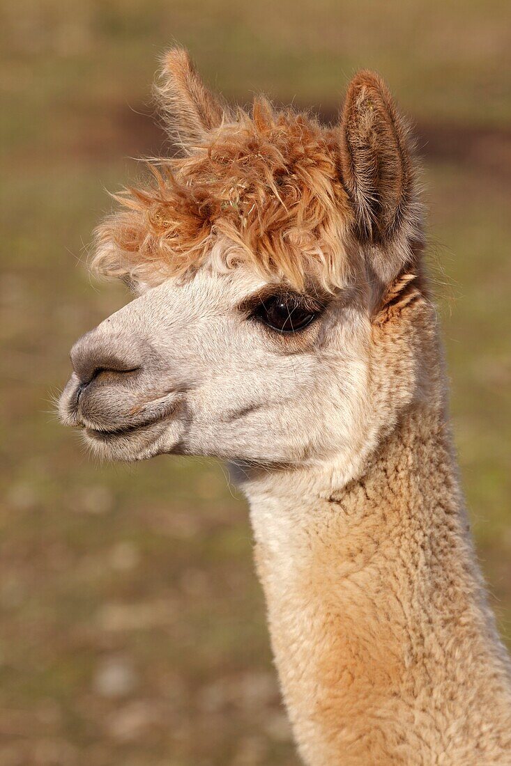 Alpaca Lama pacos - New York - USA - A domesticated South American hoofed mammal related to the llama - Believed to be a variety of the guanaco - Its long soft silky fleece is used for yarn and fabric - 5 ft 1 5 m total height and 3 5 1 1 m length