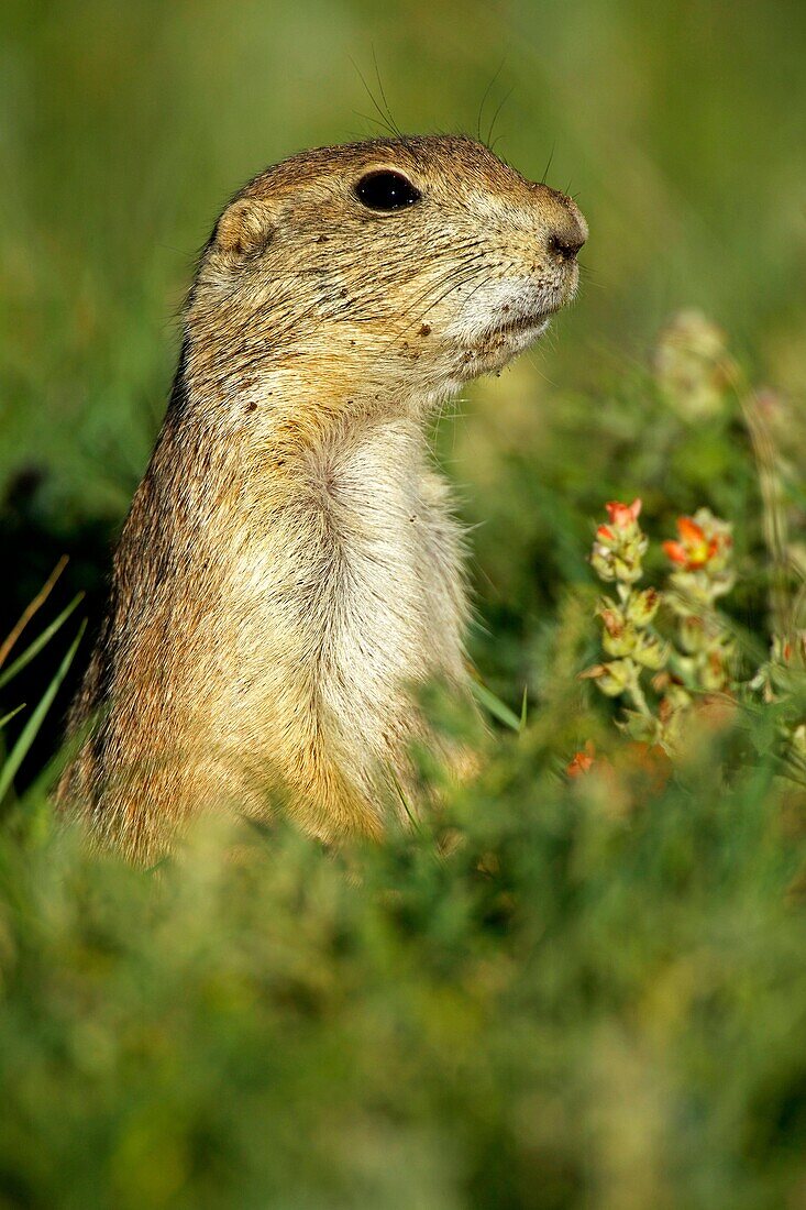 Blacktail Prairie Dog Cynomys ludovicianus Wyoming - USA - Social animals that live in ´towns´ and post sentinels to warn of impending predators - Live in and around burrows deep within the ground