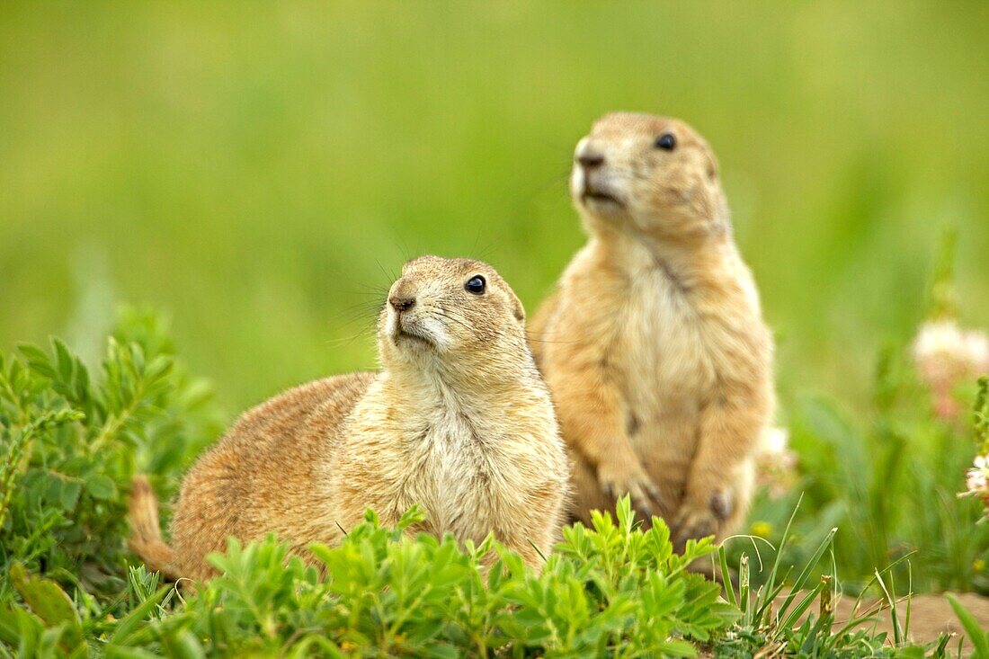 Blacktail Prairie Dog Cynomys ludovicianus Wyoming - USA - Social animals that live in ´towns´ and post sentinels to warn of impending predators - Live in and around burrows deep within the ground