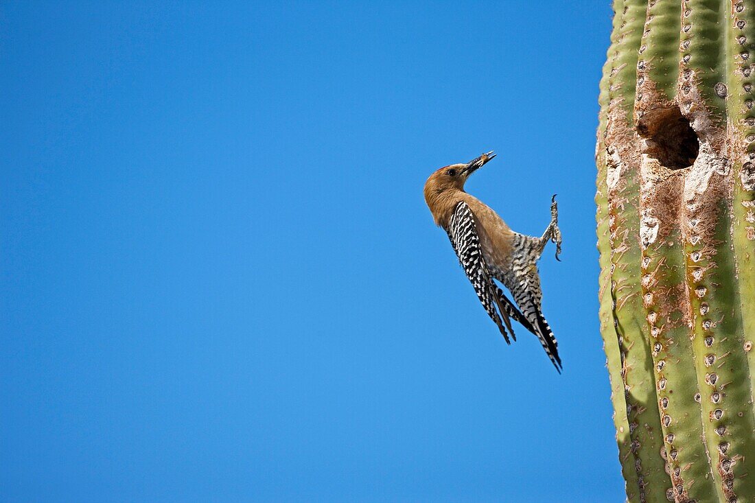 Gila Woodpecker Melanerpes uropygialis - Arriving at nest in Saguaro cactus with food for young - Arizona - Common Sonoran desert resident - Overall range from southwestern U S  to central Mexico - Lives in desert washes-saguaros-river groves-cottonwoods-