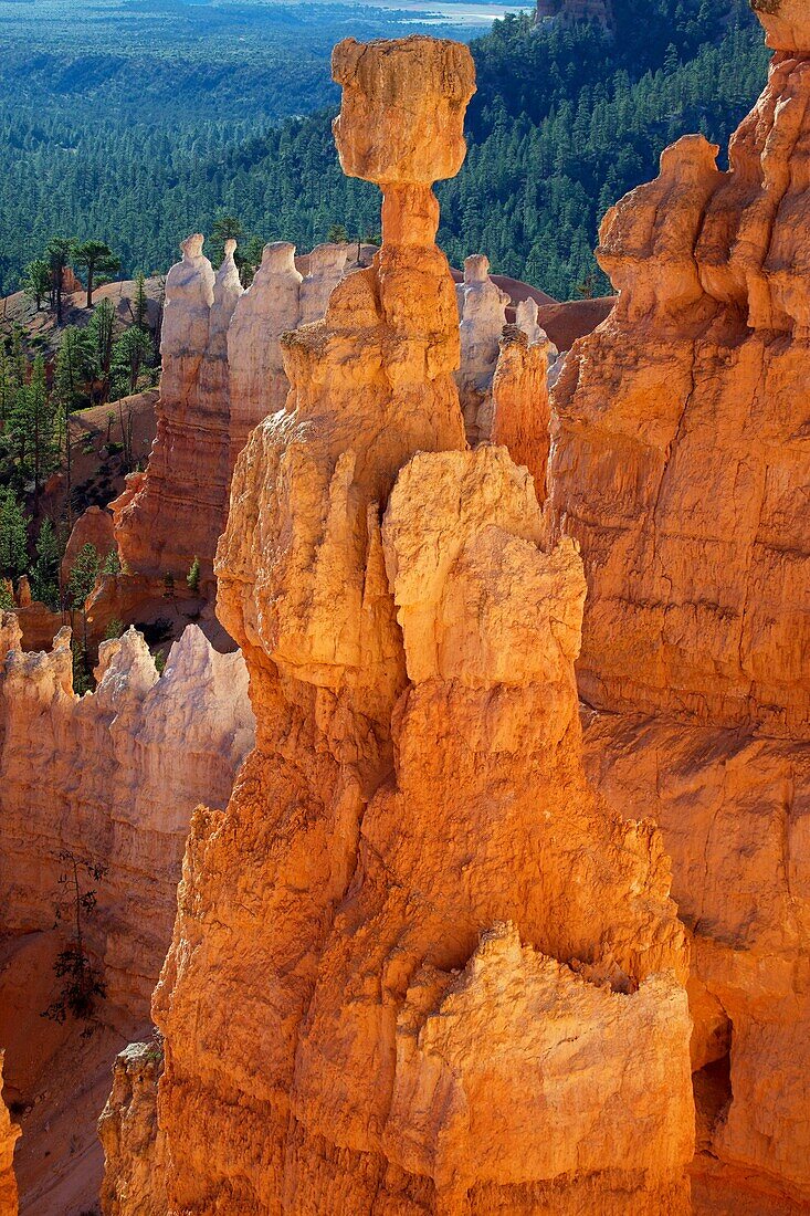 Bryce Canyon National Park - Utah - ´hoodoos´ - ´Hoodoos´ are pillars of rock carved by erosion - water Ice and gravity are the forces sculpting hoodoos-especially freeze-thaw processes - occur in Claron formation containing limestone - siltstone - dolomi