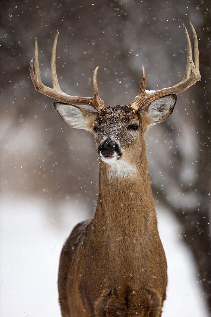 White-tailed deer - Odocoileus virginianus - buck - New York - USA.