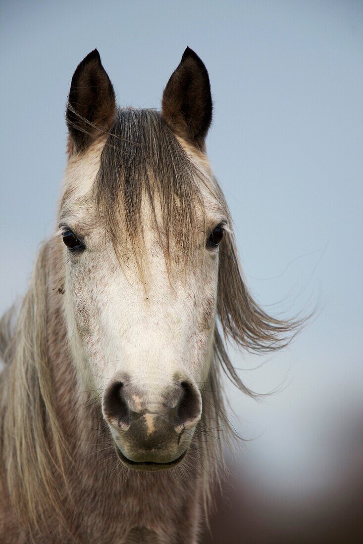 Arab Horses - Equus caballus - U K.
