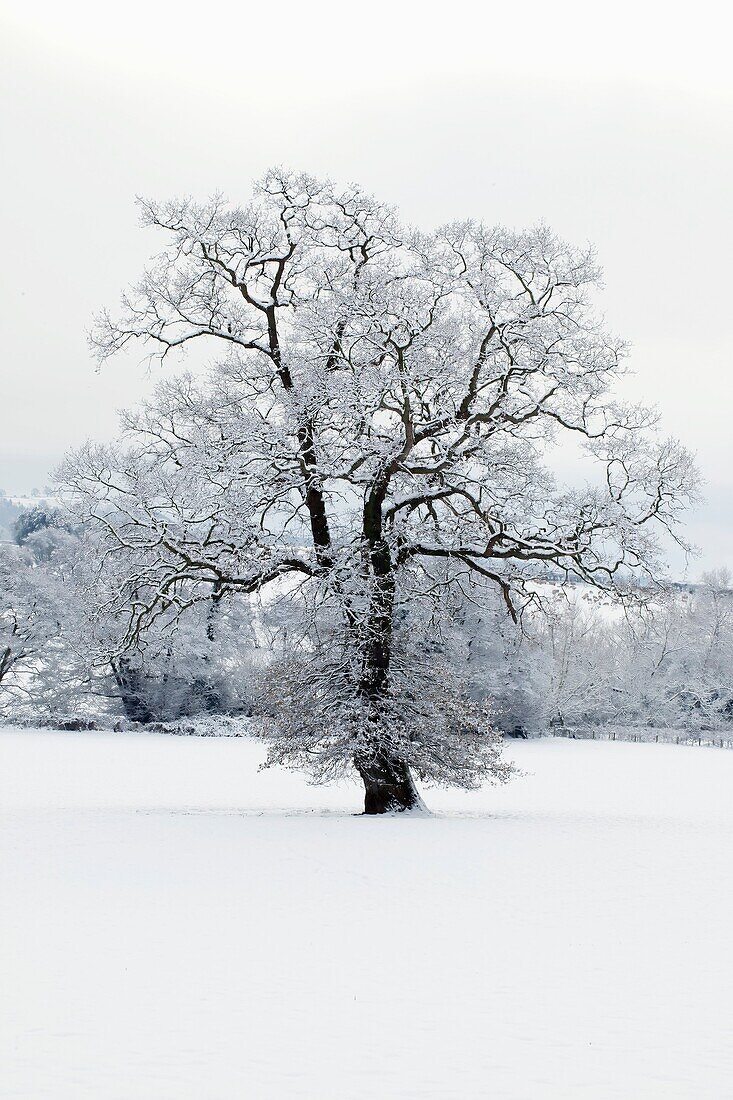 Winter scene - Herefordshire - England UK.