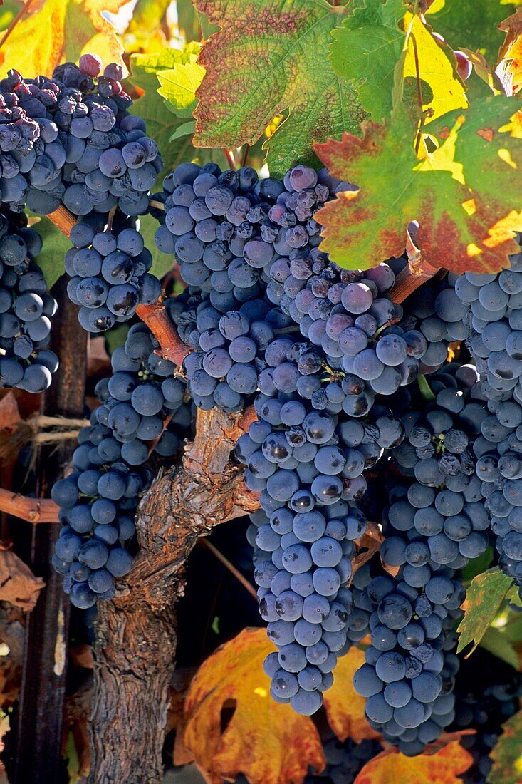 Grapes on vine in fall, Villa Toscana Winery, near Plymouth, Shenandoah Valley, Amador County, California