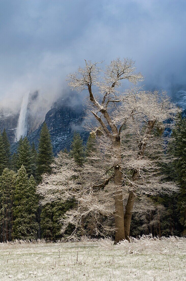 Frosted trees after a spring snow storm, Yosemite Valley, Yosemite National Park, California