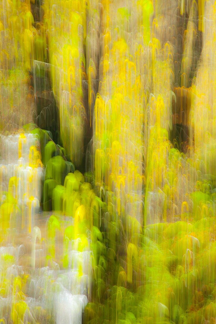 Atlantic forest in autumn in the Saja-Besaya Natural Park, Cantabria, Spain