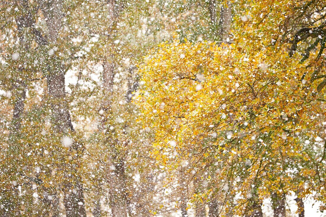 Forest Oaks in autumn, Gandara Village, Soba Valley, Asón, Cantabria, Spain