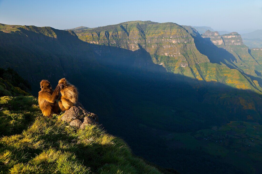 BABUINO GELADA - Gelada Baboon Theropithecus gelada, Simien Mountains National Park, Ethiopia, Africa