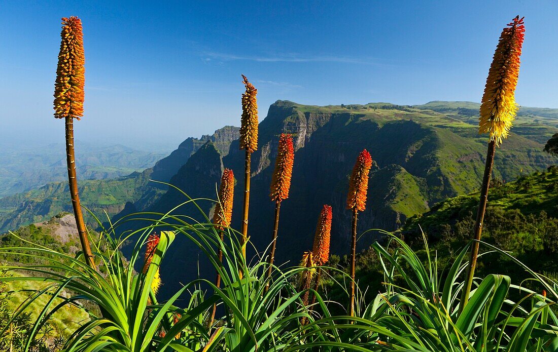 RED HOT POKER Kniphofia Uvaria, Simien Mountains National Park, Ethiopia, Africa