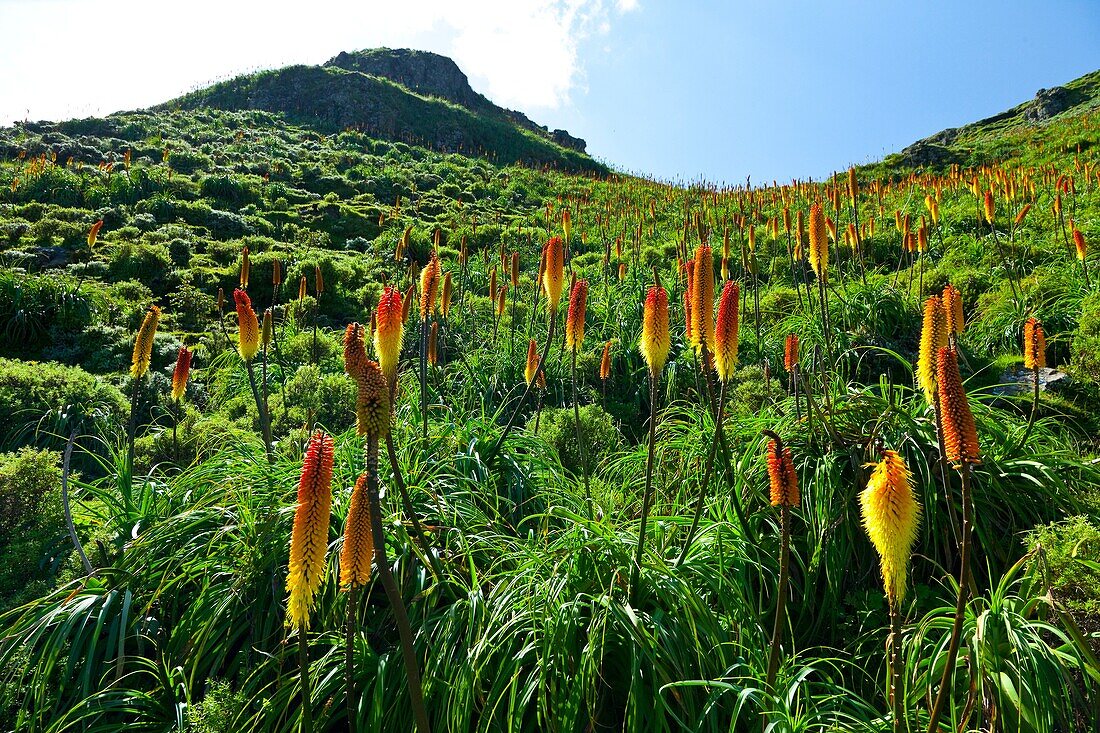 RED HOT POKER Kniphofia Uvaria, Simien Mountains National Park, Ethiopia, Africa