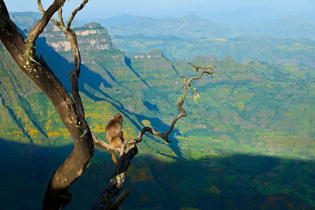 Gelada Baboon Theropithecus gelada, Simien Mountains National Park, Ethiopia, Africa