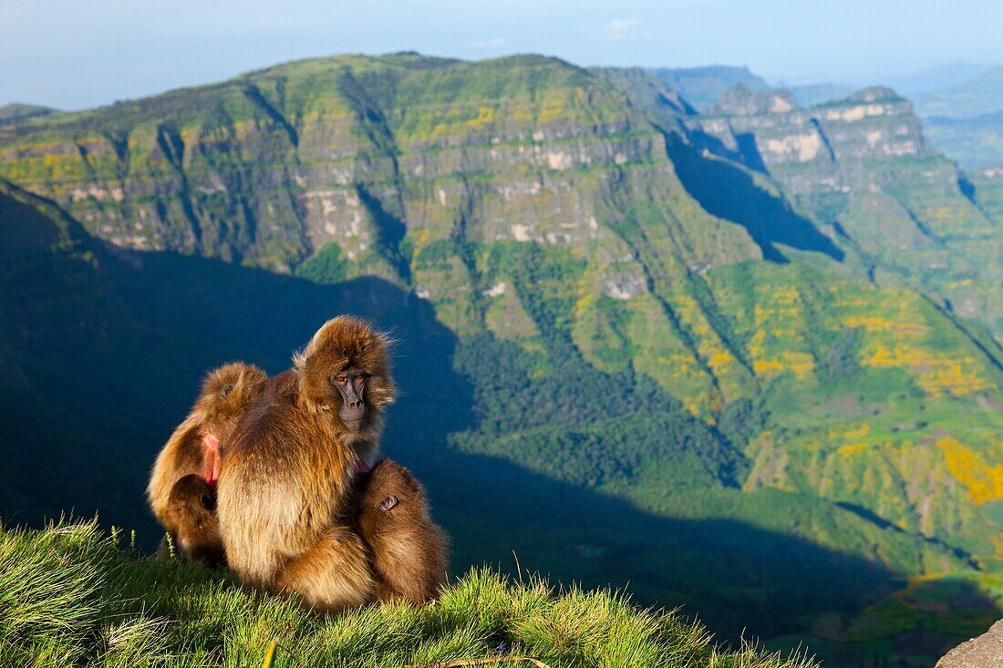 Gelada Baboon Theropithecus gelada, Simien Mountains National Park, Ethiopia, Africa