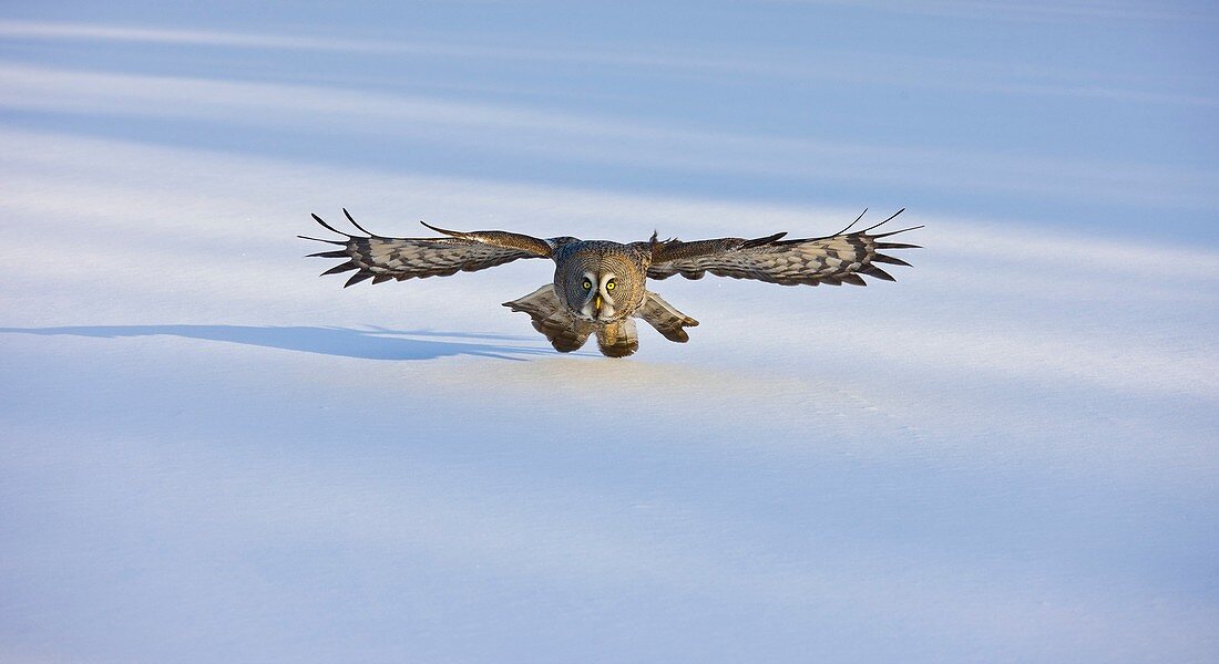 Great Grey Owl (Strix nebulosa)