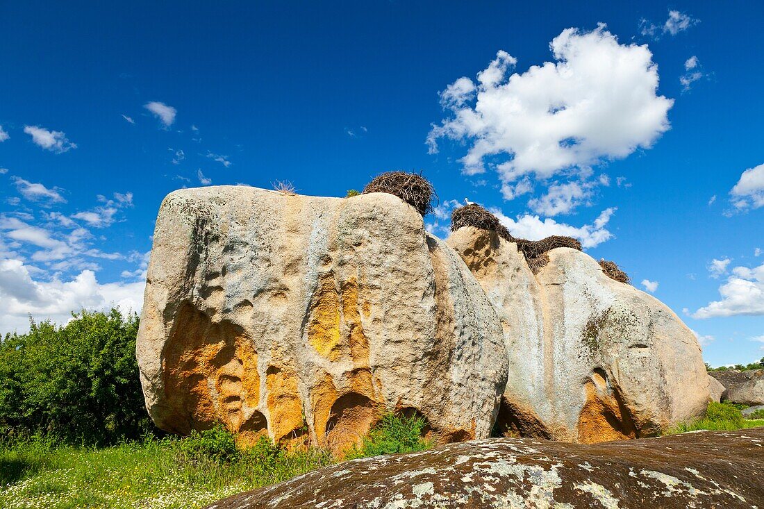 WHITE STORK Ciconia ciconia, Los Barruecos National Monument, Caceres, Extremadura, Spain, Europe