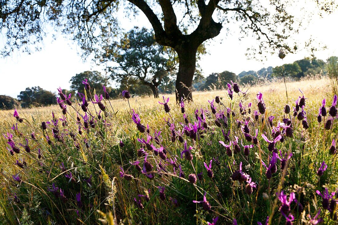 LAVENDER - CANTUESO Lavandula stoechas, Monfrague National Park, Caceres, Extremadura, Spain, Europe